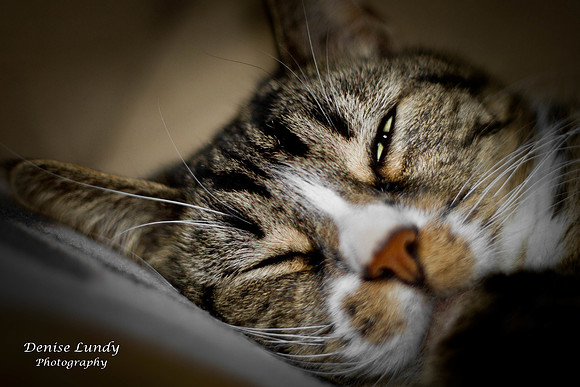 Day 24: Catnap