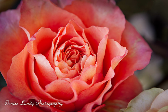Day 29: Rose