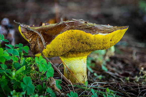 Week 37 ~ Mushroom