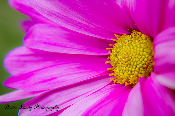 Day 82: Pink Daisy