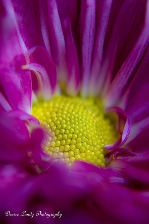 Day 82: Purple Daisy
