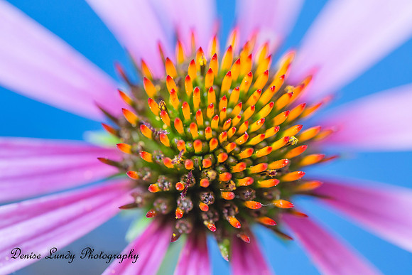 Week 32 ~ Flower Macro