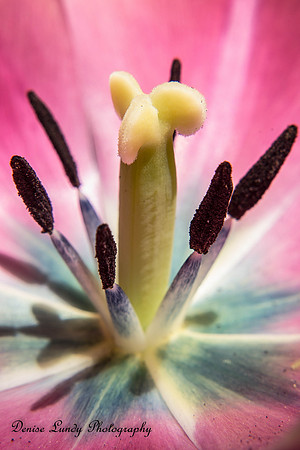 Day 100: Tulip 1