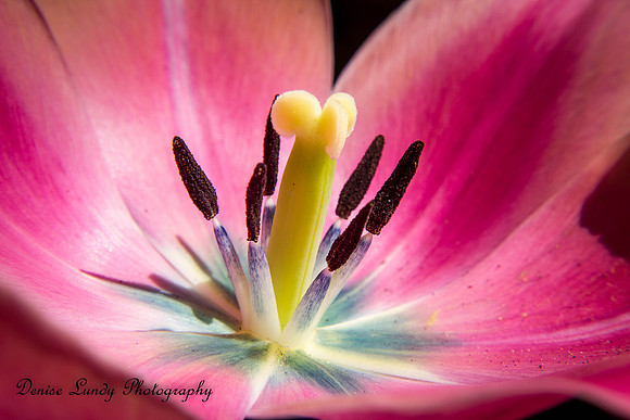 Day 100: Tulip 5
