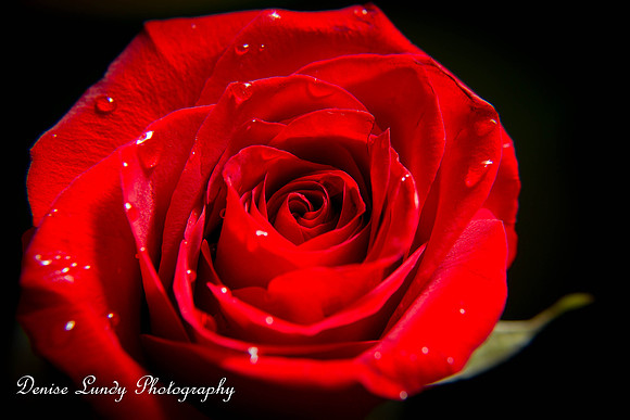 Day 56: Red Rose Welcome