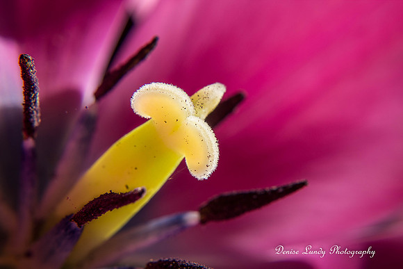 Day 100: Tulip 4