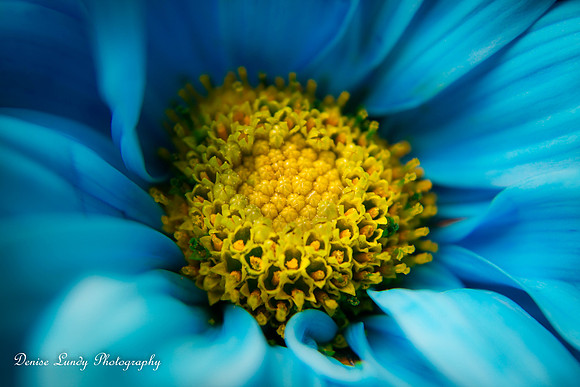 Day 82: Blue Daisy #3