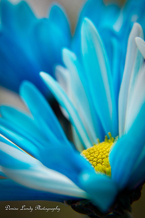 Day 82: Blue Daisy #1