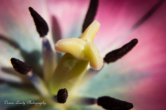 Day 100: Tulip 6