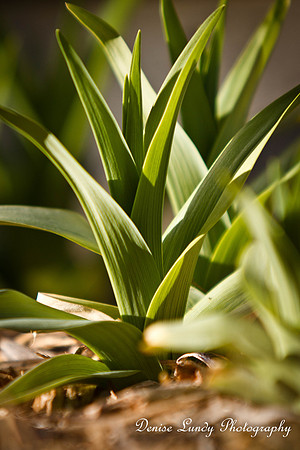 Day 65: Signs of Spring