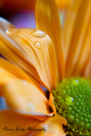 Day 82: Orange Daisy