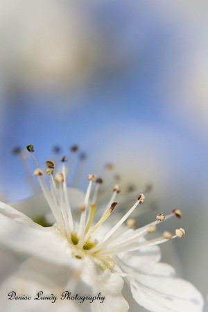 Day 81: Pear Tree Blossom #3
