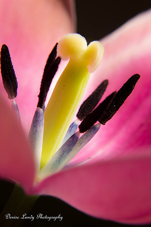 Day 100: Tulip 3