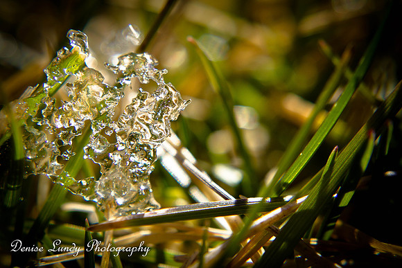 Day 43: Snow in the Grass