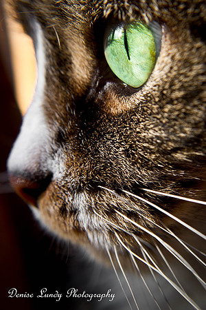 Day 64: Cat's Eye