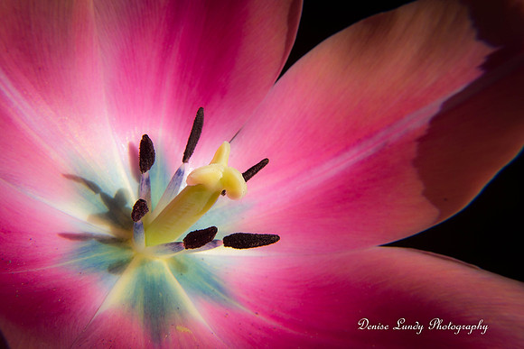 Day 100: Tulip 2