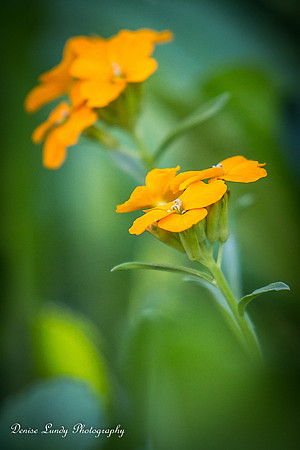 Day 98: Flower 2