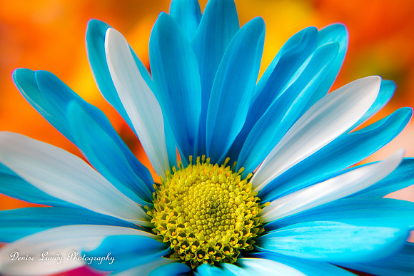 Day 82: Blue Daisy #2