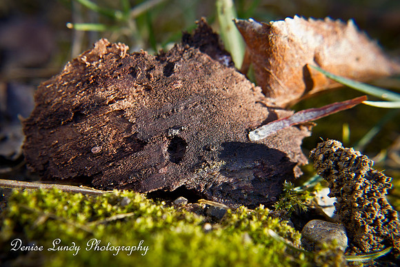Day 65: Bug's Eye View