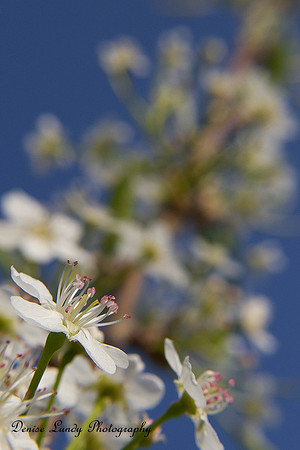Day 81: Pear Tree Blossom #5