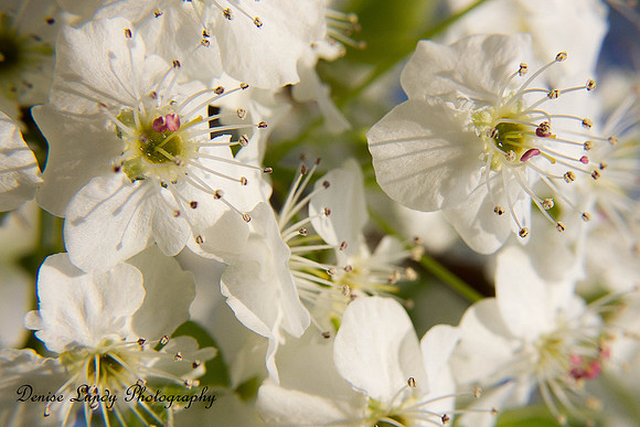 Day 81: Pear Tree Blossom #4