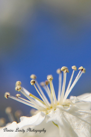 Day 81: Pear Tree Blossom #1