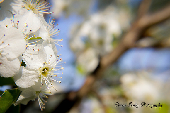 Day 81: Pear Tree Blossom #2