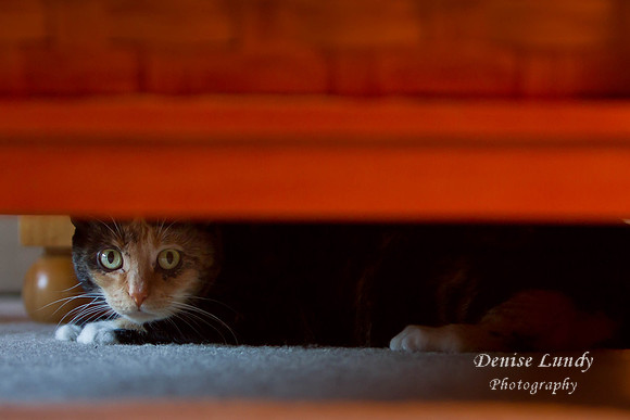 Day 10: Ruby, silly cat.